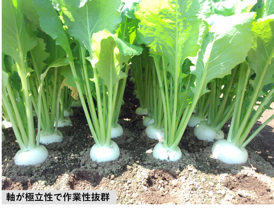 雪牡丹(MSK-1135)」と「ゆりかもめ」の品種特性と栽培ポイント ｜ 品種特性と栽培のポイント ｜ 種苗事業部 ｜ 武蔵野種苗園
