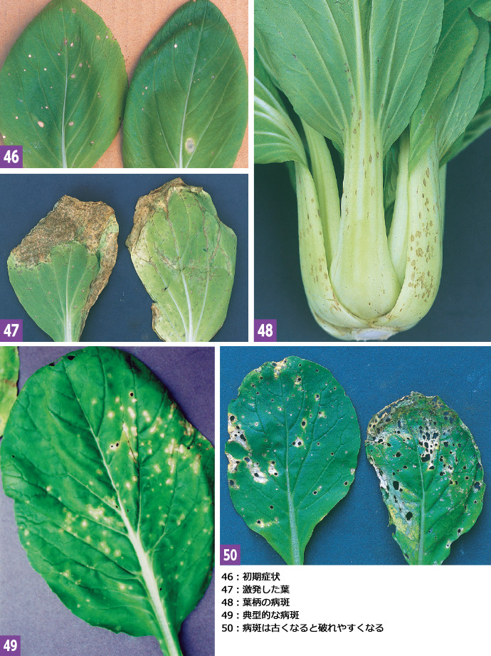 チンゲンサイとコマツナの主要病害 各地 研究レポート 種苗事業部 武蔵野種苗園