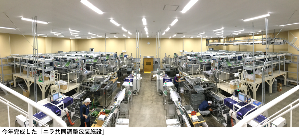 限定品 ☆2023年2〜5月発送予約☆1番ニラ 北の華 20束ニラ 野菜 にら 北海道産 知内町 ふるさと納税  somaticaeducar.com.br