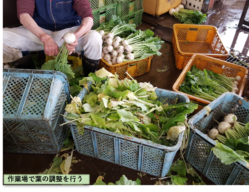 千葉県柏市】「雪牡丹」小かぶの栽培レポート ｜ 産地と栽培情報 ｜ 種苗事業部 ｜ 武蔵野種苗園