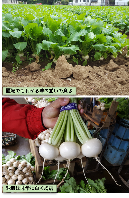 千葉県柏市】「雪牡丹」小かぶの栽培レポート ｜ 産地と栽培情報 ｜ 種苗事業部 ｜ 武蔵野種苗園