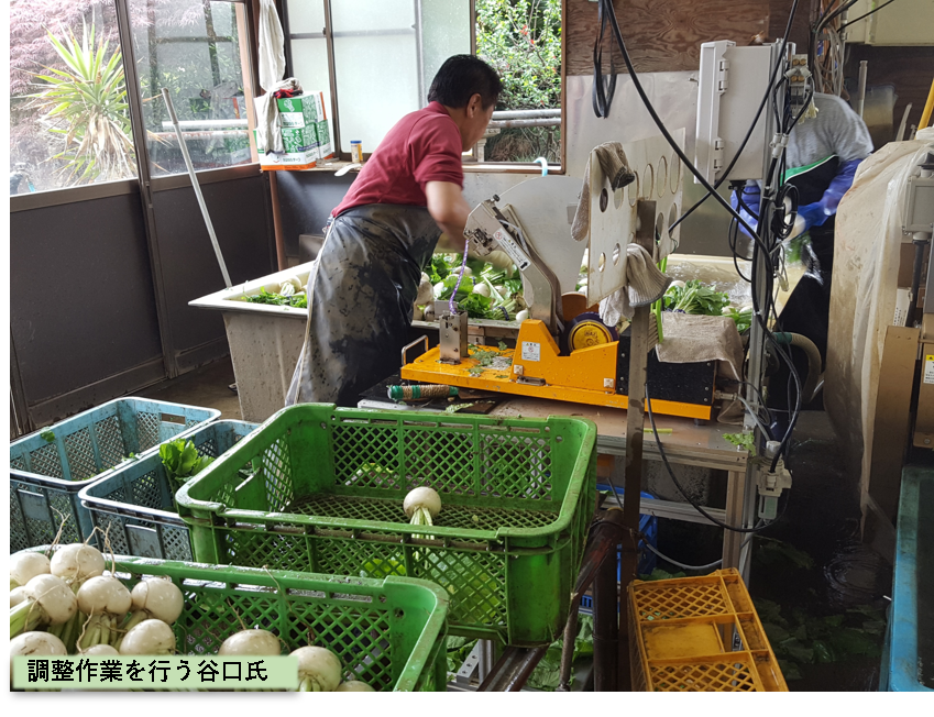千葉県柏市】「雪牡丹」小かぶの栽培レポート ｜ 産地と栽培情報 ｜ 種苗事業部 ｜ 武蔵野種苗園