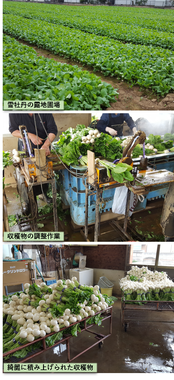 千葉県柏市】「雪牡丹」小かぶの栽培レポート ｜ 産地と栽培情報 ｜ 種苗事業部 ｜ 武蔵野種苗園